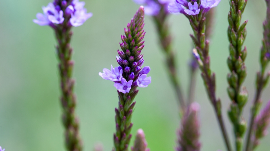 Verbena šípovitá neboli sporýš šípovitý (Verbena hastata) 