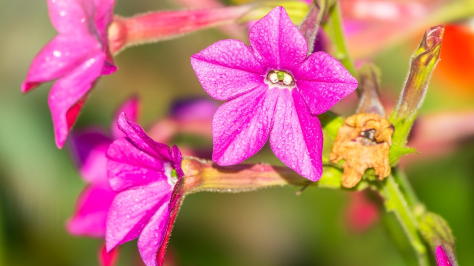 Tabák křídlatý (Nicotiana alata) 