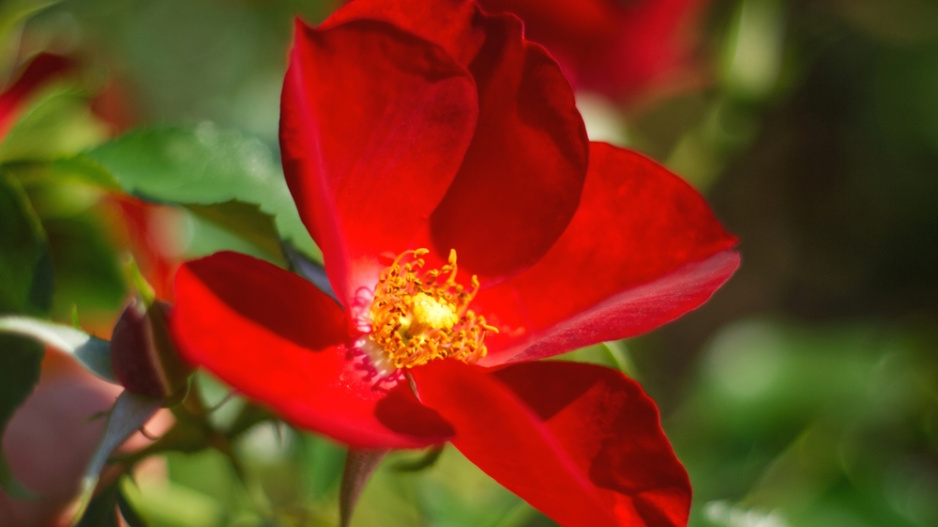 Růže převislá (Rosa pendolina) 