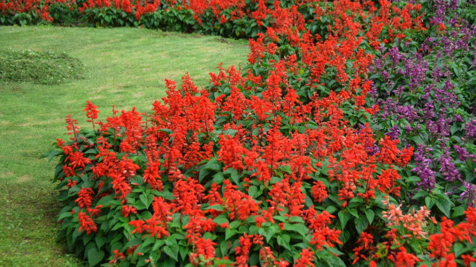 Šalvěj zářivá (Salvia splendens) 