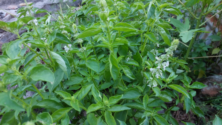 Bazalka citronová (Ocimum basilicum citriodorum) 
