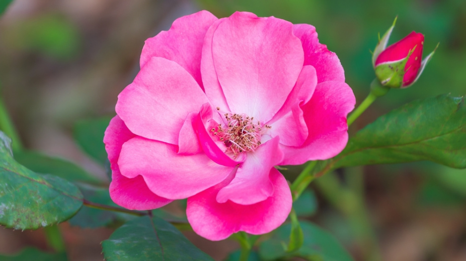 Růže převislá (Rosa pendolina) 