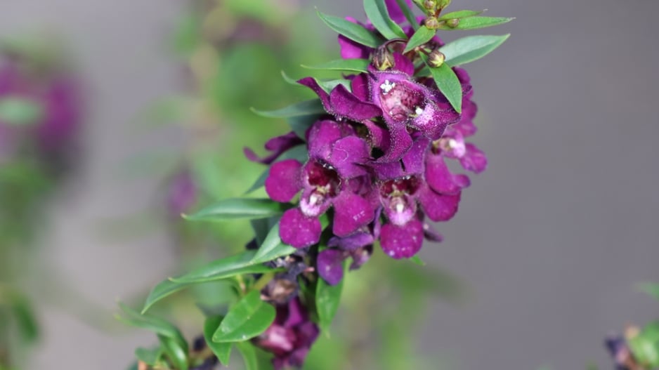 Angelonie úzkolistá (Angelonia angustifolia) 