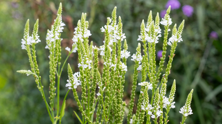 Verbena šípovitá neboli sporýš šípovitý (Verbena hastata) 