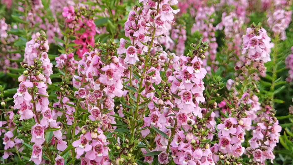 Angelonie úzkolistá (Angelonia angustifolia) 