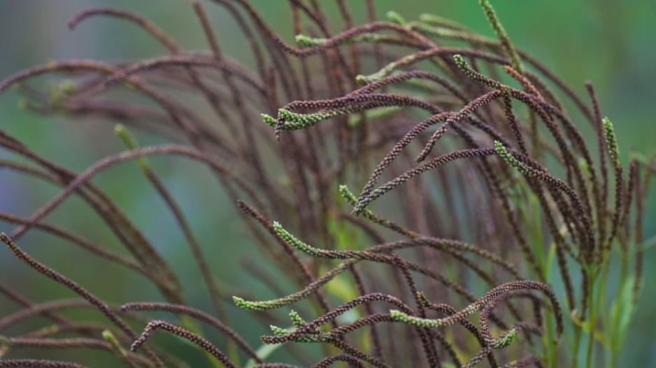 Verbena šípovitá neboli sporýš šípovitý (Verbena hastata) 