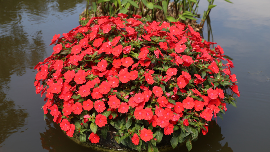 Impatiens 