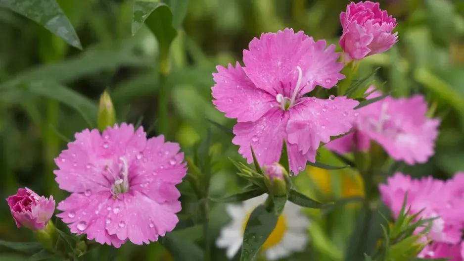 Hvozdík bradatý  Hvozdík bradatý