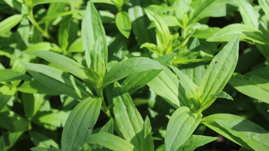 Mydlice lékařská (Saponaria officinalis)
