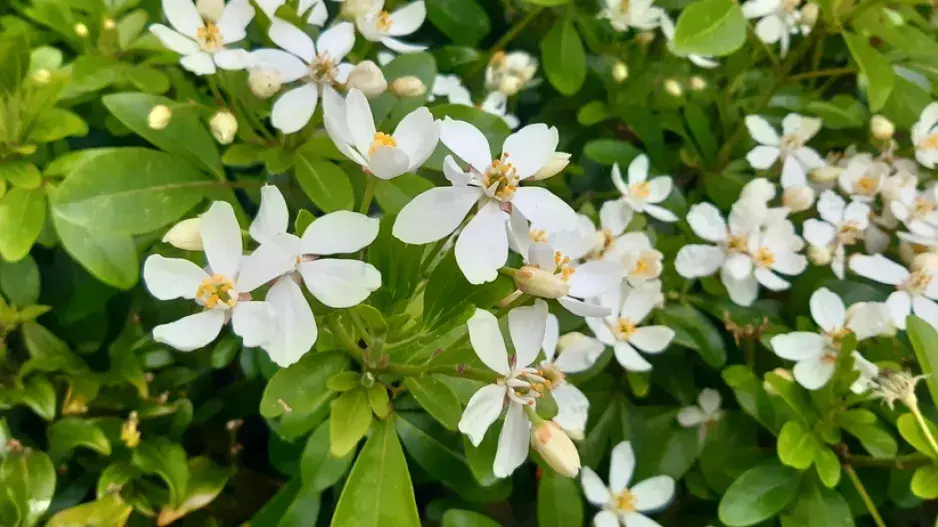 Mexický pomerančovník