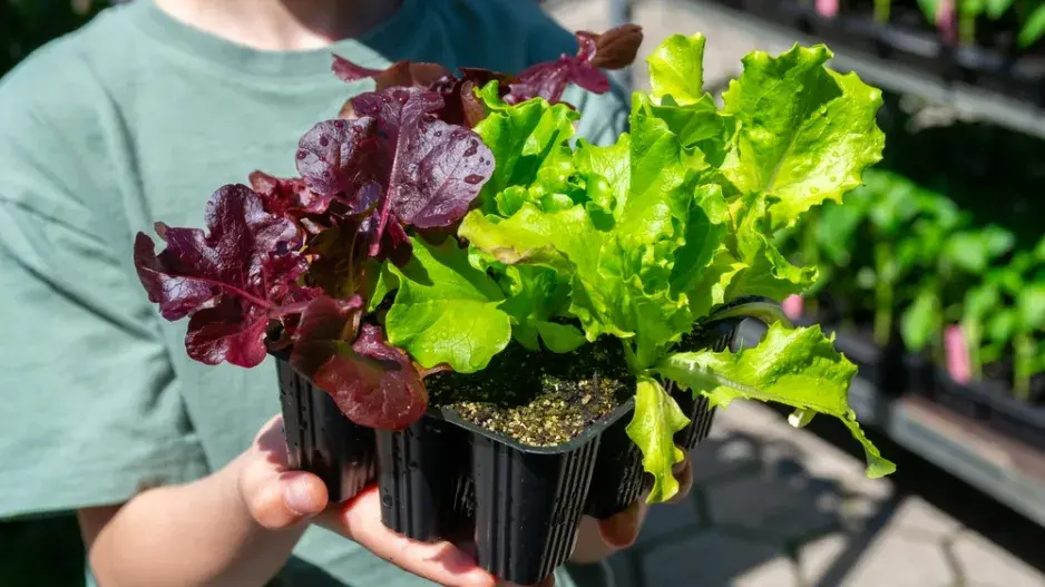 letní saláty letní saláty