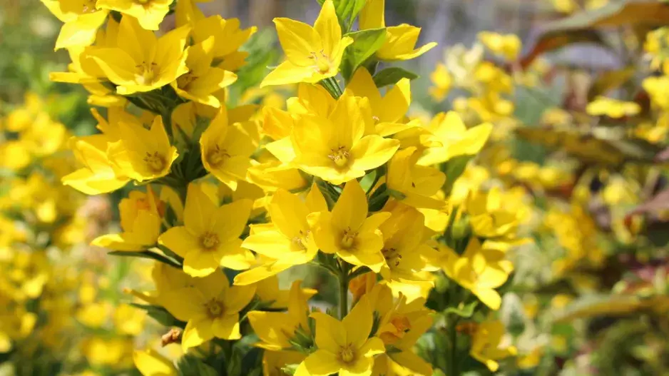 Vrbina tečkovaná (Lysimachia punctata)