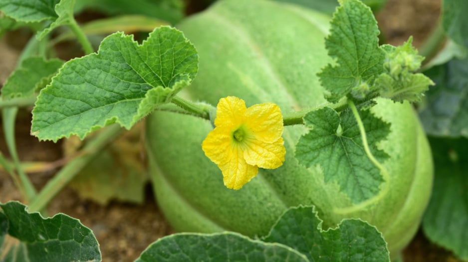 Meloun cukrový (Cucumis melo) 