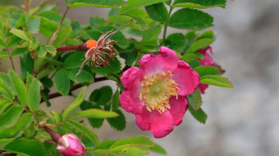 Růže převislá (Rosa pendolina)