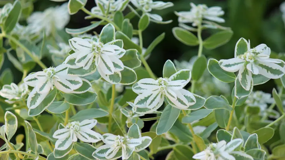 Pryšec vroubený (Euphorbia marginata)