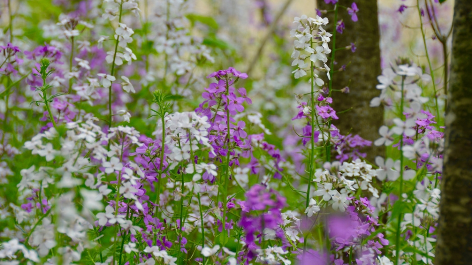Večernice vonná (Hesperis matronalis) 