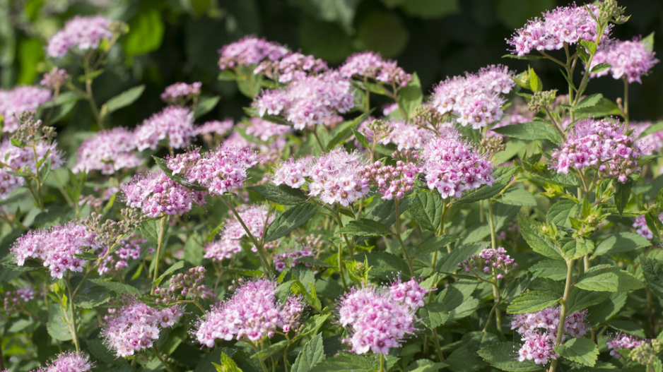 Tavolník břízolistý (Spiraea betulifolia) 