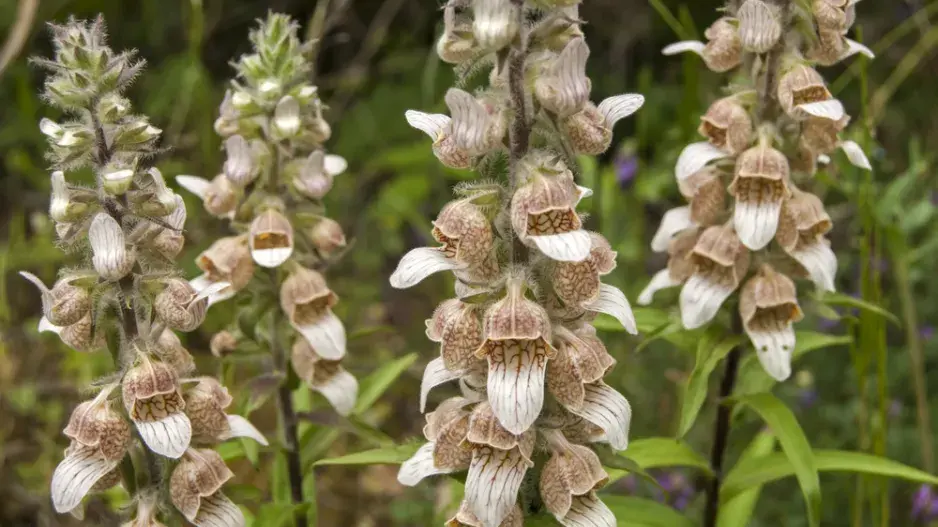 Náprstník vlnatý (Digitalis lanata) 