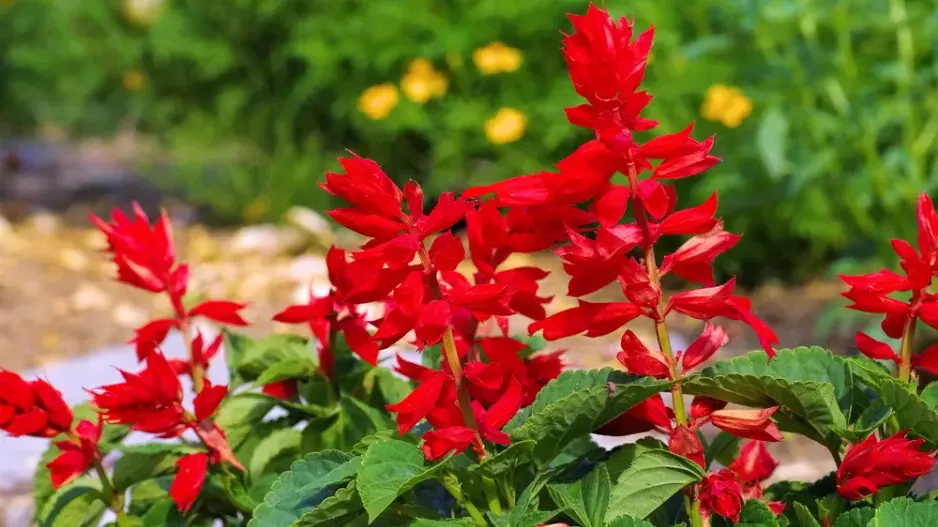 Šalvěj zářivá (Salvia splendens) 