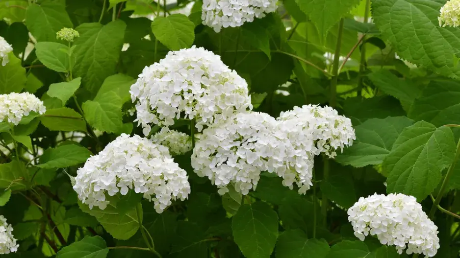 Hortenzie stromečkovitá (Hydrangea arborescens) 