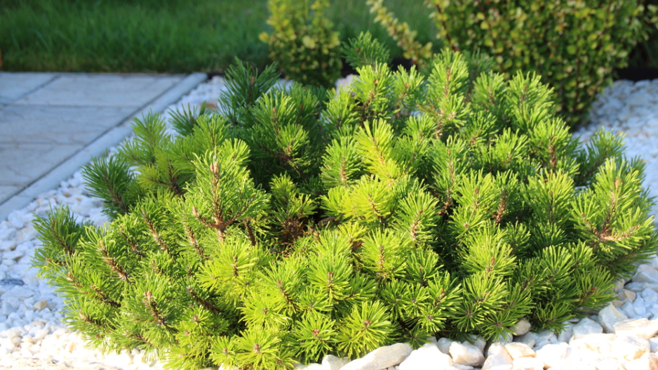 Pinus mugo ´Pumilio´