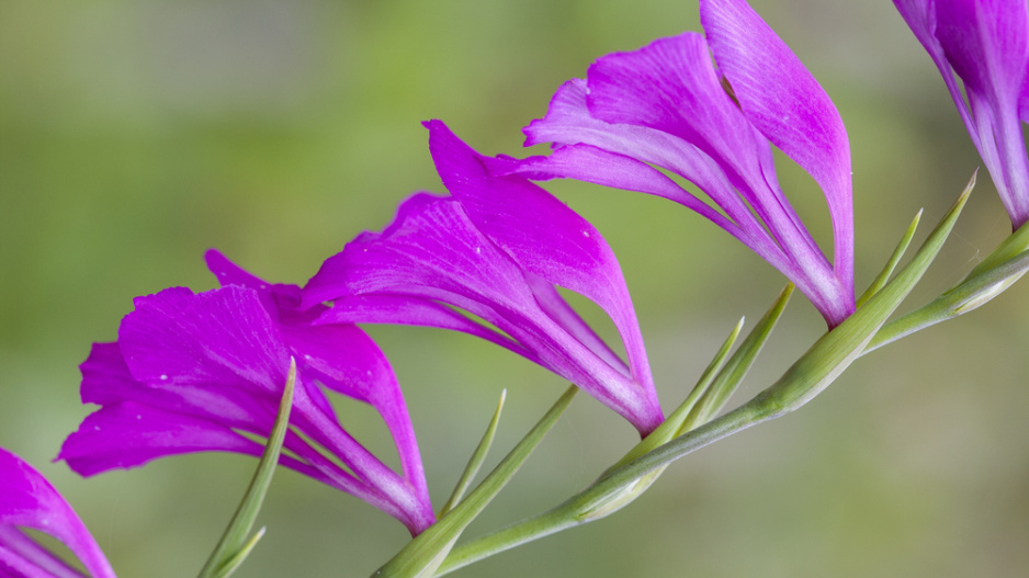 Mečík střechovitý (Gladiolus imbricatus L.) 
