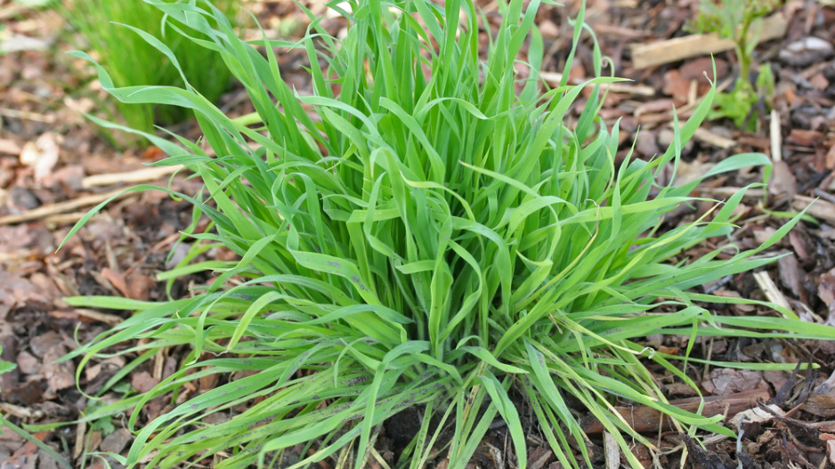 Zaječí ocásek (Lagurus ovatus) 