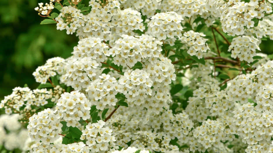 Tavolník břízolistý (Spiraea betulifolia) 