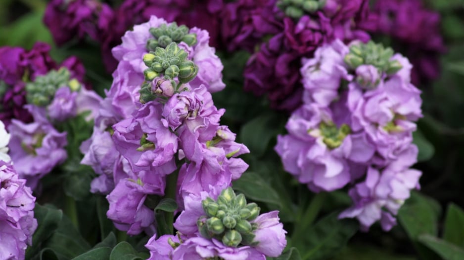 Fiala letní, fiala šedivá (Matthiola incana) 