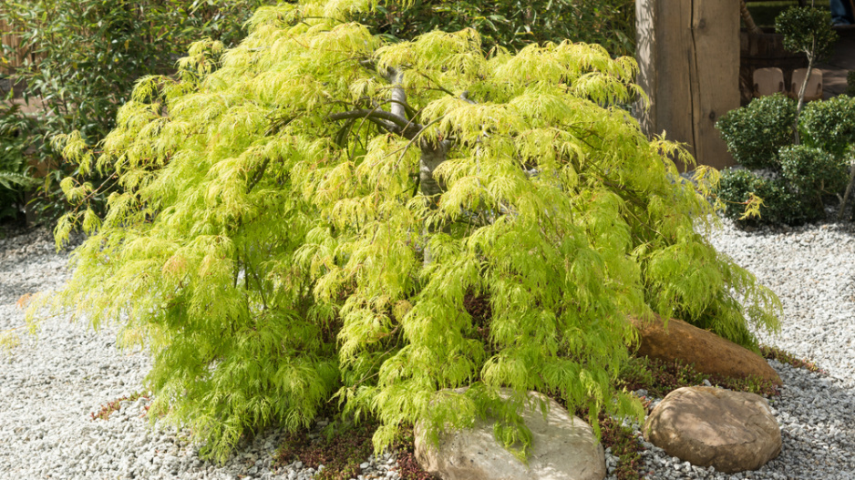 Acer palmatum ´Dissectum Viridis´