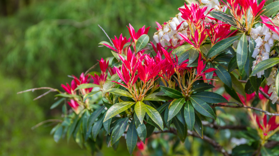Pieris japonica ´Forest Flame´