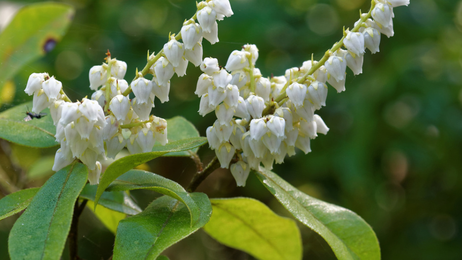 Pieris japonica ´Valley Fire´