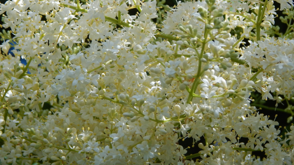 Šeřík japonský (Syringa reticulata) 