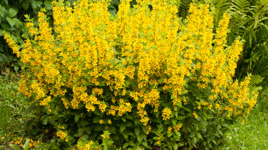 Vrbina tečkovaná (Lysimachia punctata)