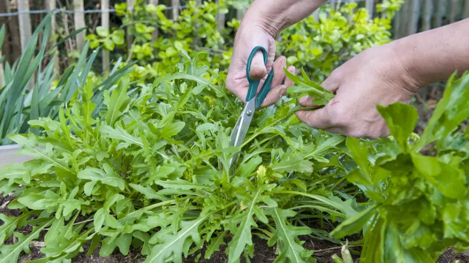 Roketa setá (Eruca sativa)