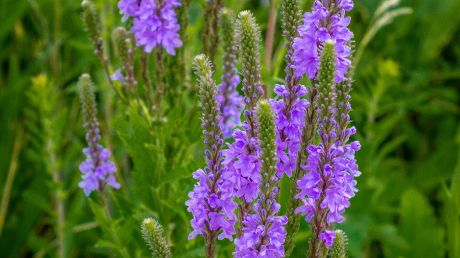 Verbena šípovitá neboli sporýš šípovitý (Verbena hastata) 