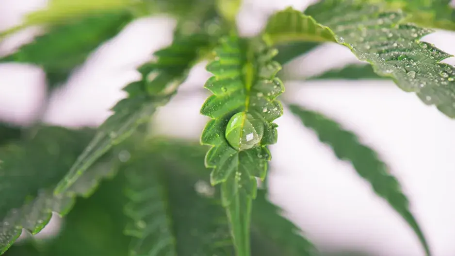 Nejčastější chyby při zalévání Nejčastější chyby při zalévání