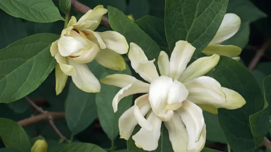 Sazaník křížený