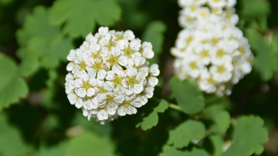 Tavolník břízolistý (Spiraea betulifolia) 