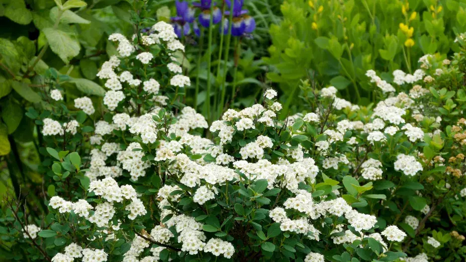 Tavolník břízolistý (Spiraea betulifolia)