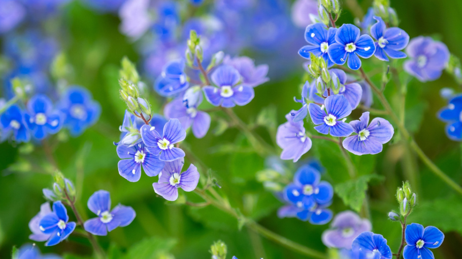Rozrazil ožankový (Veronica teucrium)