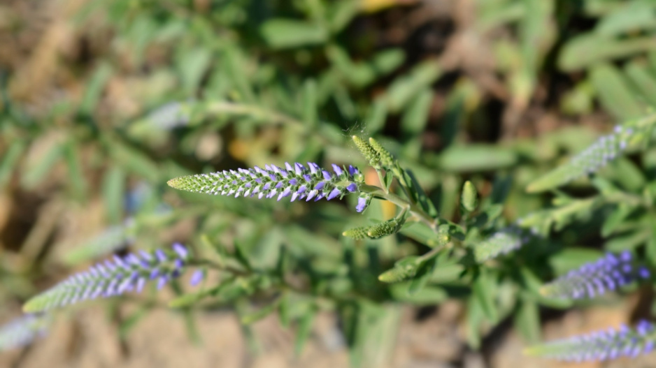 Rozrazil klasnatý (Veronica spicata) 