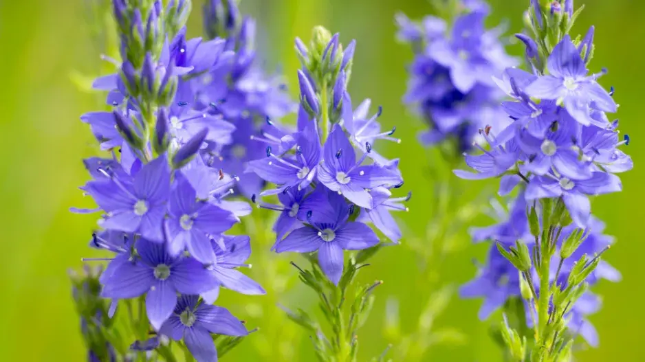 Rozrazil ožankový (Veronica teucrium)