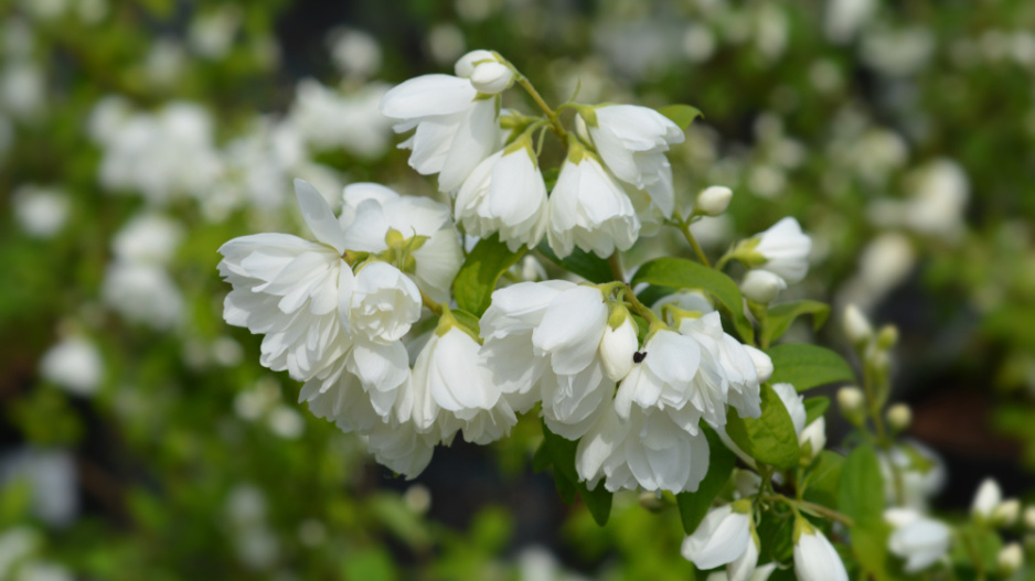 Pustoryl věncový (Philadelphus coronarius) 