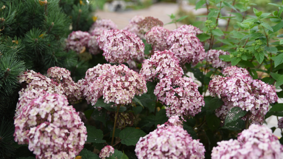 Hortenzie stromečkovitá (Hydrangea arborescens) 