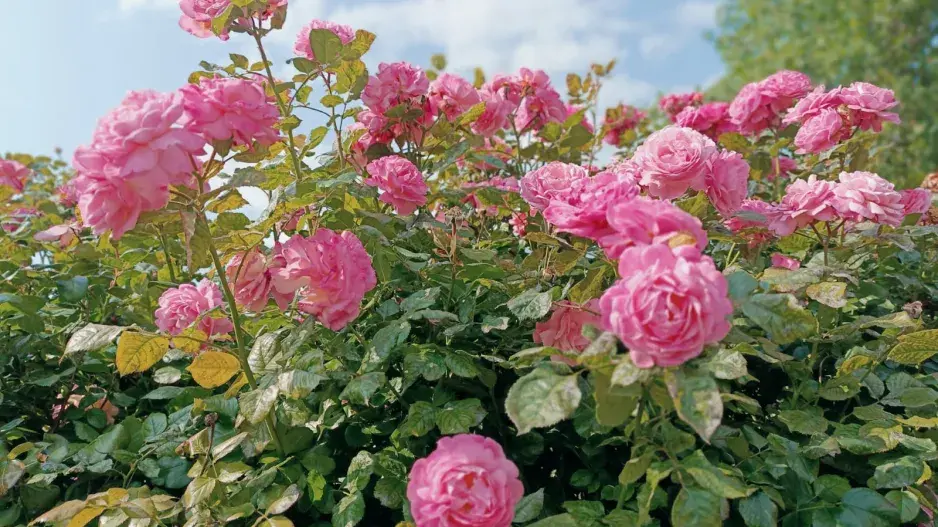 Rozárium v Olomouci