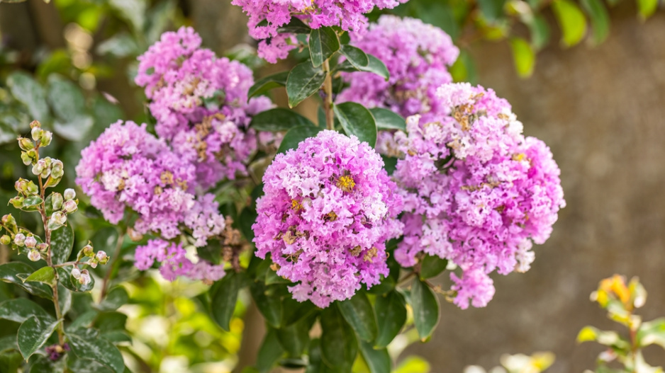 Pukol indický (Lagerstroemia indica) 