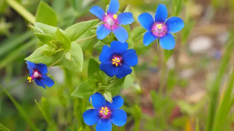 Drchnička rolní (Anagallis arvensis)