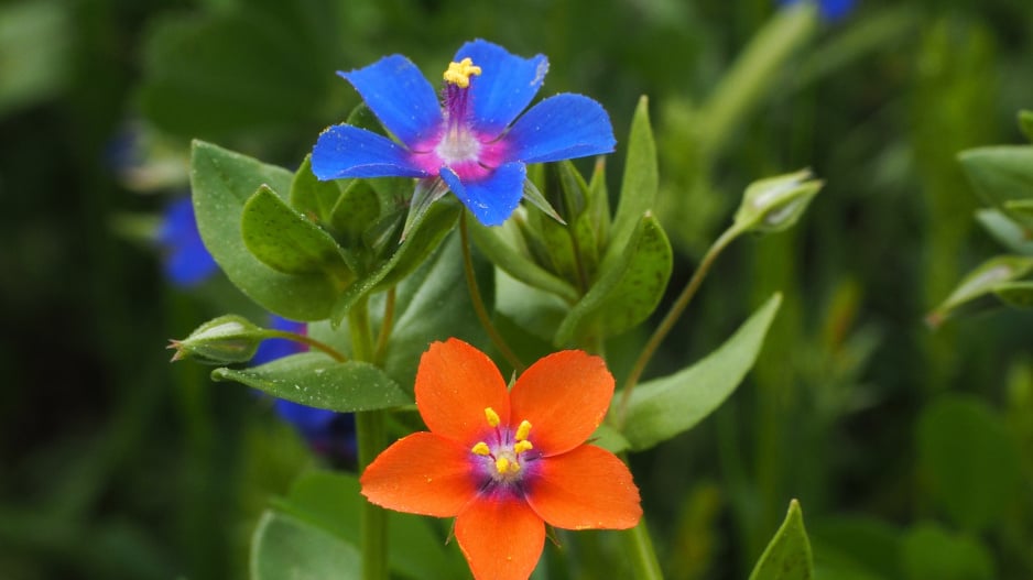 Drchnička rolní (Anagallis arvensis) 