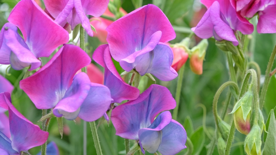 Hrachor vonný (Lathyrus odoratus) 